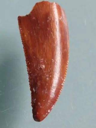 Dinosaurus - Tand - Abelisaurus - 23×12×5 mm