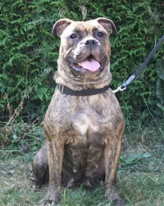 Te koop Old Englisch Bulldog Beau 4 jr