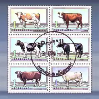 Nederlands  Rundvee (2012)