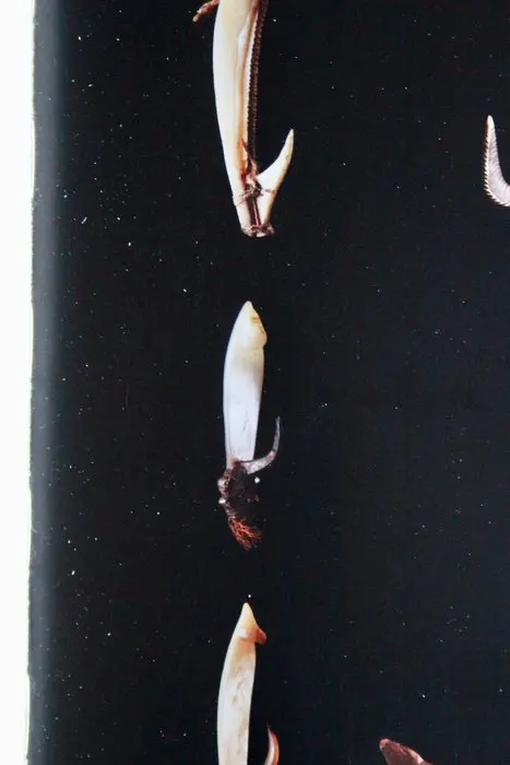 Vishaak Malaita Salomonseilanden eind 19e eeuw, met herkomst - pareloester - Malaita Islands, Solomon Eilanden