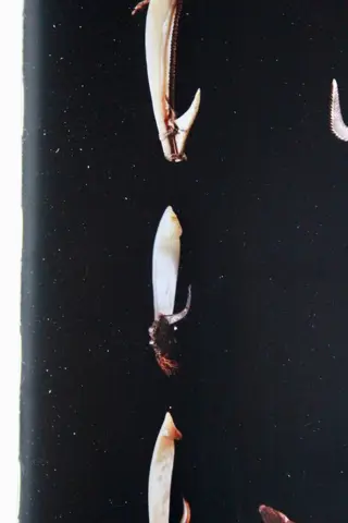 Vishaak Malaita Salomonseilanden eind 19e eeuw, met herkomst - pareloester - Malaita Islands, Solomon Eilanden