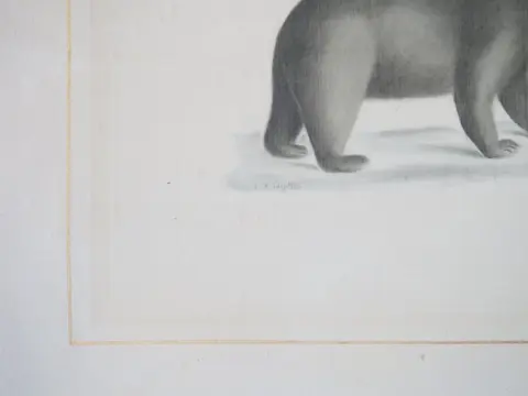 La Roche Laffitte (1943) - Ours noir