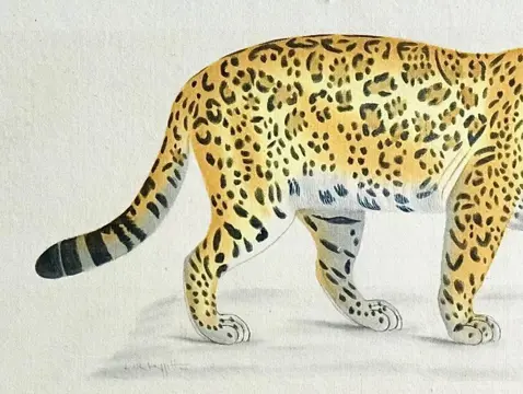 La Roche Laffitte(1943) - Panthère