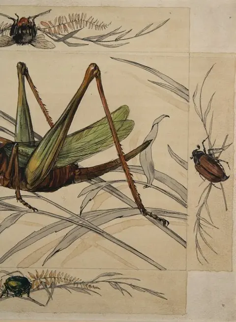 Österreichische Schule (XIX) - Insekten-Studien