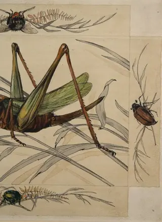 Österreichische Schule (XIX) - Insekten-Studien