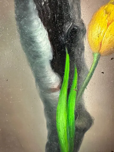 Edouard Mallet (XXème siècle) - Tulipe jaune