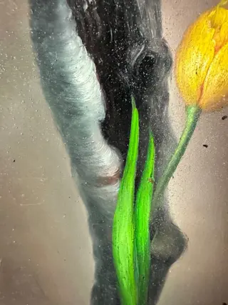 Edouard Mallet (XXème siècle) - Tulipe jaune