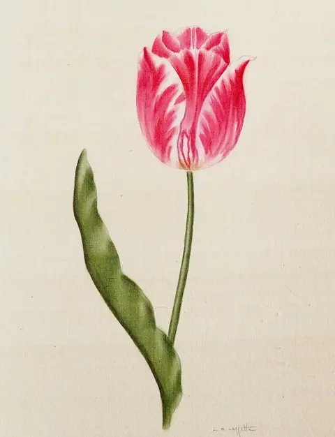 La Roche Laffitte (1943) - Tulipe