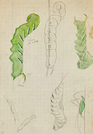 Auguste Roubille (1872-1955) - Chenilles