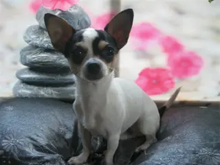 Chihuahua dekreutje tricolor!