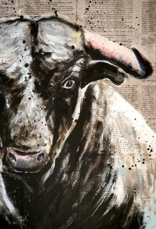 Bazévian DelaCapucinière - Portrait Toro Celeste(Large)