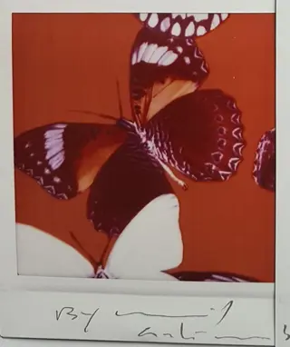 Maurizio Galimberti (1956) - Butterfly