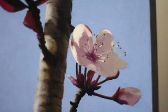 André Rios - Sakura 1