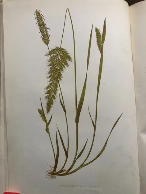 E J. Lowe - A Natural History of British Grasses. {74 col plates} - 1891