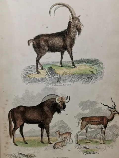 William Baird - 17 Hand Coloured Plates from The Museum of Natural History (Mammalia) - 1859