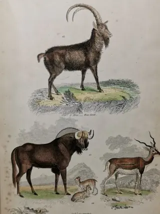 William Baird - 17 Hand Coloured Plates from The Museum of Natural History (Mammalia) - 1859