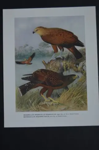 H. Grönvold - A monograph of the birds of prey - 1930