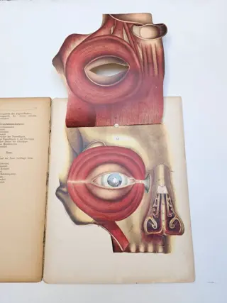 Dr. H. Renlow - Das menschliche Auge und seine Hilfsorgane - 1896