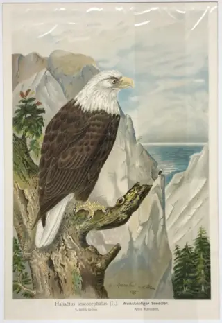 Johann Naumann et al. - Naturgeschichte der Vögel Mitteleuropas [set of plates] - 1896