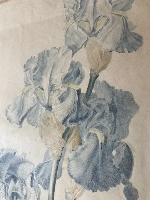 G. Van Spaendendonck - Iris bleu-clair - Iris pallida - 1800