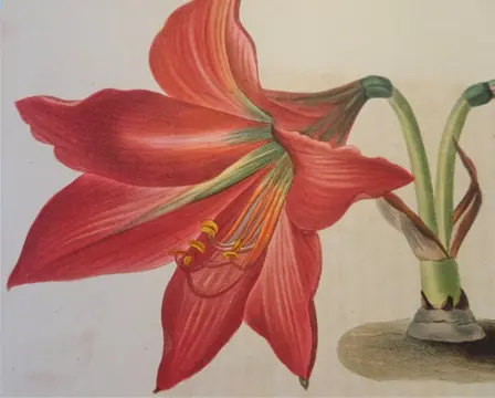 Lemaire, Charles - L'Horticulteur Universel - 1845/1847