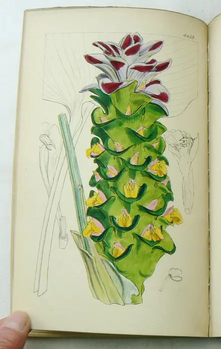 William Jackson Hooker, John Smith - Curtis's Botanical Magazine; comprising the Plants of the Royal Gardens of Kew - 1849