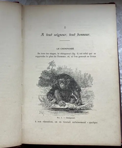 Henri Coupin / Henri Fabre - Singes et singeries, Histoire anecdotique des singes - La zoologie - 1907