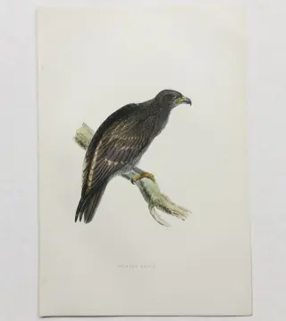 F.O. Morris / Alexander Lydon / Benjamin Fawcett - A History of British Birds [set of plates] - 1895