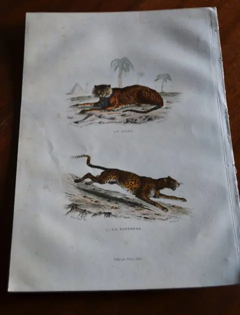 Buffon / Jean Gabriel Prêter / Sir Wiliam Jardine - Flora von Deutschland, Österreich und der Oeuvres Completes de Buffon (1834) The Naturalist Library - 1841/1886