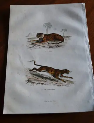 Buffon / Jean Gabriel Prêter / Sir Wiliam Jardine - Flora von Deutschland, Österreich und der Oeuvres Completes de Buffon (1834) The Naturalist Library - 1841/1886