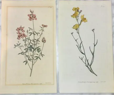 William Curtis - 8 gravures uit The Botanical Magazine - 1792/1793