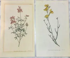 William Curtis - 8 gravures uit The Botanical Magazine - 1792/1793