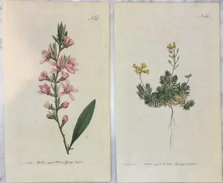 William Curtis - 8 gravures uit The Botanical Magazine - 1788/1792