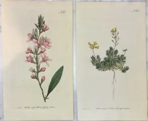 William Curtis - 8 gravures uit The Botanical Magazine - 1788/1792