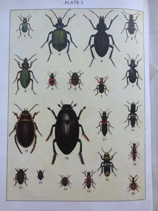 August Kappel / Egmont Kirby - Beetles Butterflies Moths and other Insects. { 13 plates} - 1893