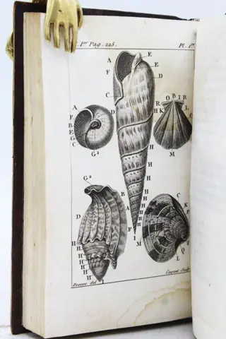 L.A.G. Bosc - Histoire Naturelle Des Coquilles - 1801