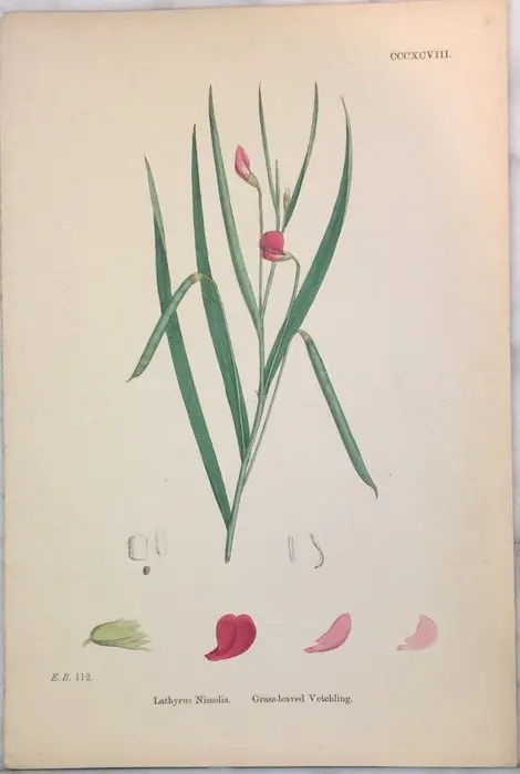 James Sowerby - 21 prenten uit English Botany; or Coloured Figures of British Plants. - 1863/1872