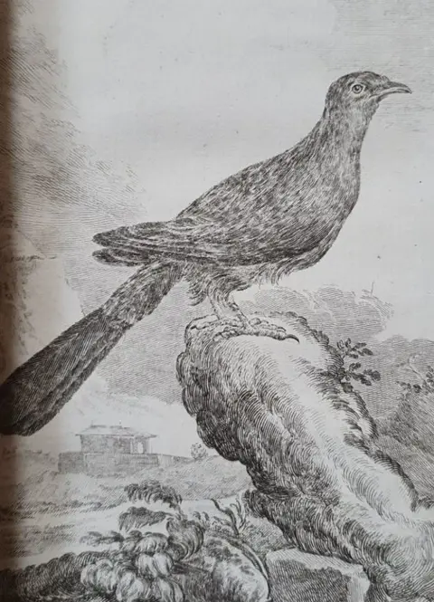 [Georges-Louis Leclerc, Comte de Buffon] - Histoire naturelle des oiseaux - volume 12 - 1780