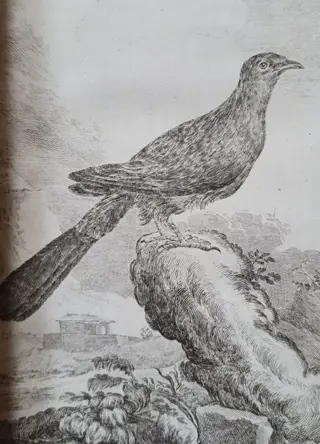 [Georges-Louis Leclerc, Comte de Buffon] - Histoire naturelle des oiseaux - volume 12 - 1780