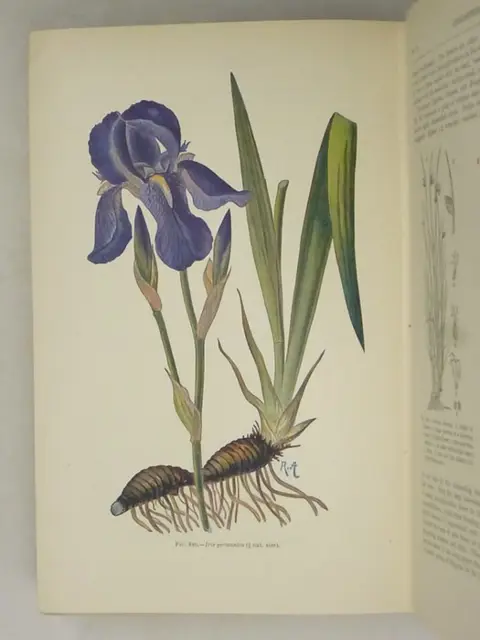 E. J. Salisbury / Dr. Hans Fitting... / Arthur King - [3 books] - Flowers of the wood / Strasburger's text-book of botany / ...garden flowers - 1930/1969