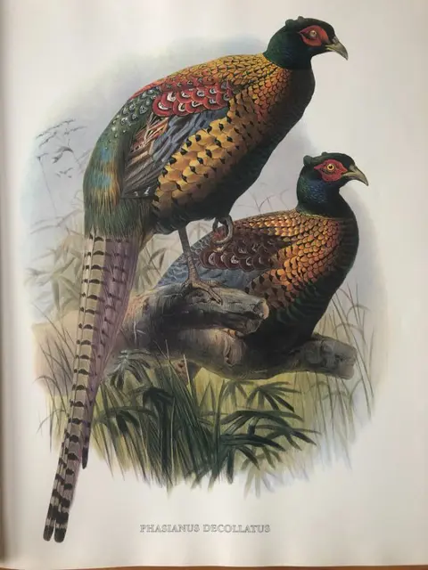Daniel Giraud Elliot / Joseph Wolf - The Birds of Daniel Giraud Elliot: Elephant Folio Signed & No. 298/1000 - 1979