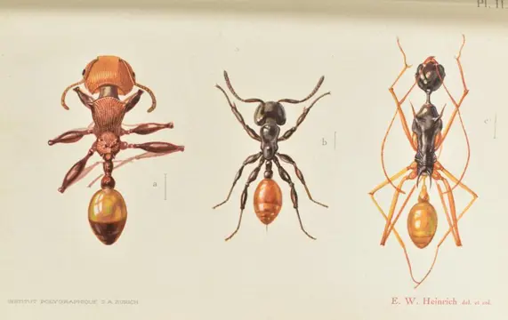 Auguste Forel - Le monde social des fourmis du globe - 1921/1923