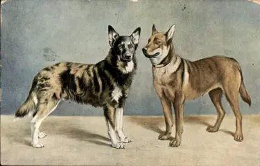 Dieren, Fantasie, Hond - Honden - Ansichtkaarten (Collectie van 64) - 1900-1950