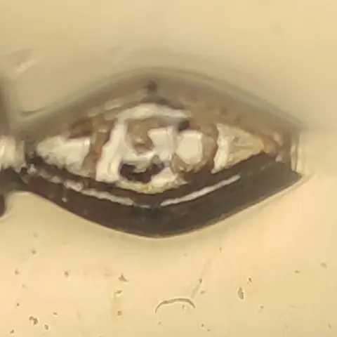 18 karaat Geel goud - Dasspeld