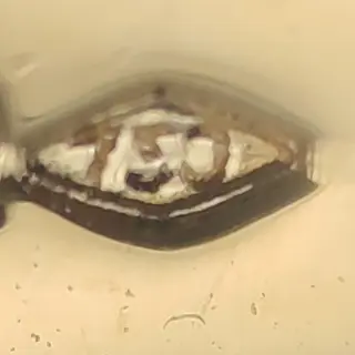 18 karaat Geel goud - Dasspeld