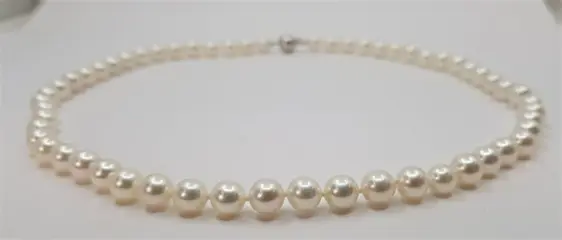 6.5x7mm Bright - 925 Akoya parels, Zilver - Halsketting
