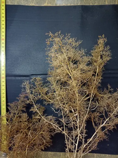 Natuurproduct H0 - Landschap - 95 liter doos met gedroogd zeeschuim