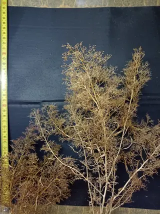 Natuurproduct H0 - Landschap - 95 liter doos met gedroogd zeeschuim