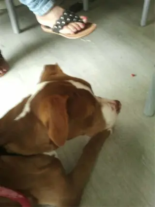 Rednose pitbull gekruisd met americaanse stafford 7en half m