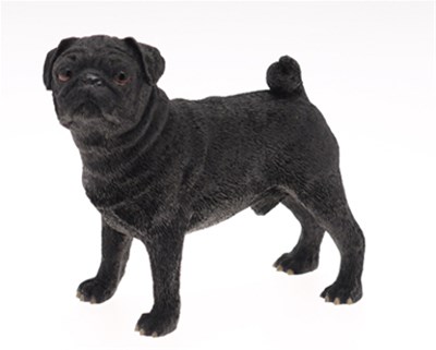 Beagle, Poedel, Saluki, Herder, Staffordshire Terriër..